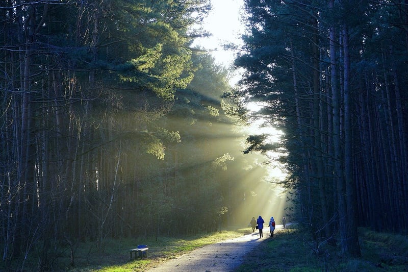 Rejuvenate in Serene Forests